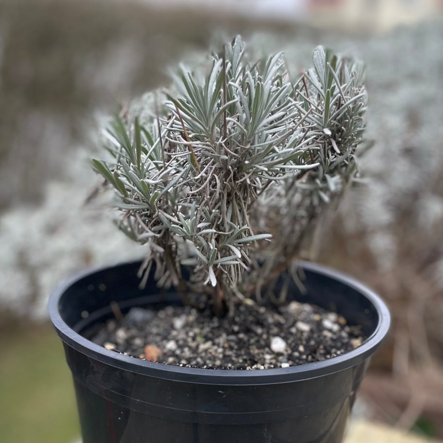 Lavendel Niko Lavendel Niko