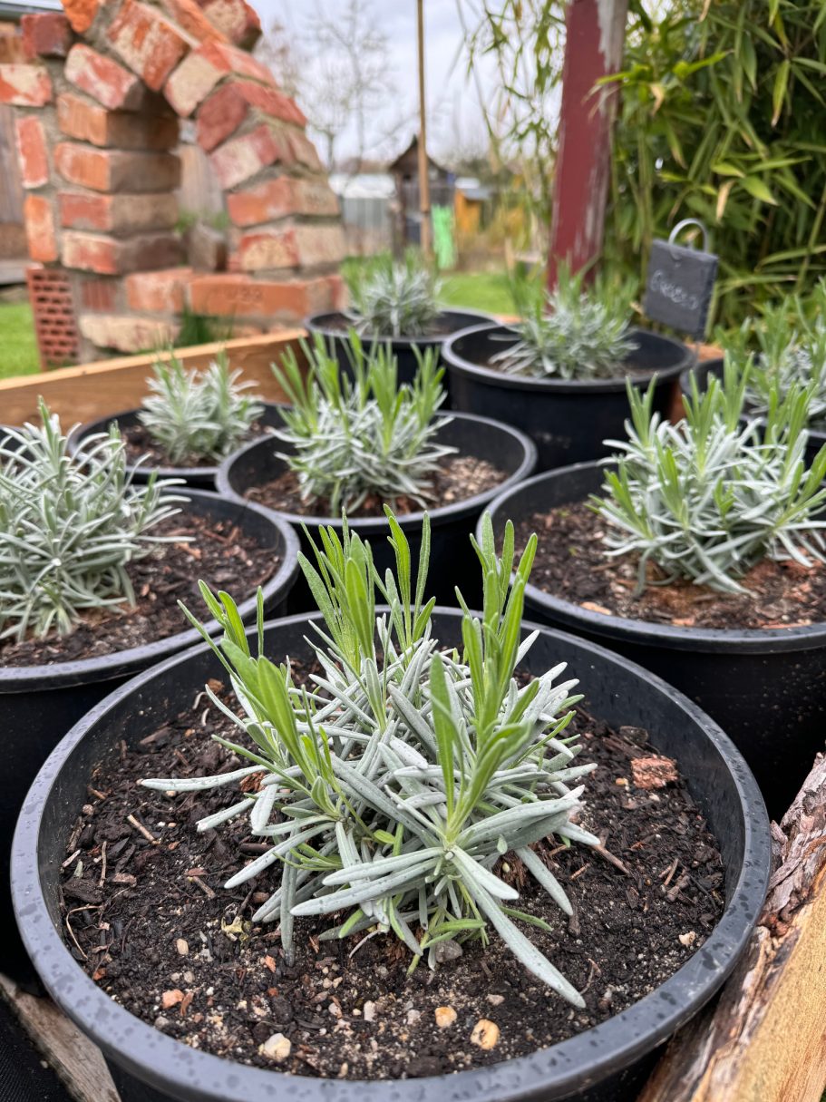 Lavendel Grosso Lavendel Grosso